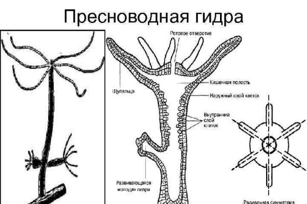 Актуальное зеркало kraken